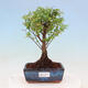 Izbová bonsai - Sagerécie thea - Sagerécie thea - 1/4