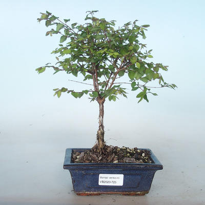 Vonkajšie bonsai pámelník - Symphoricarpos chenaultii hancock VB2020-725 - 1