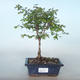 Vonkajšie bonsai pámelník - Symphoricarpos chenaultii hancock VB2020-725 - 1/2