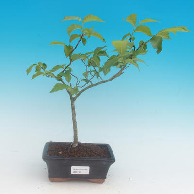 Vonkajší bonsai -Ulmus GLABRA - Brest horský