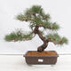 Vonkajšie bonsai - Pinus thunbergii - Borovica thunbergova - 1/5