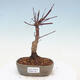 Vonkajšie bonsai - Javor palmatum DESHOJO - Javor dlaňolistý - 1/6