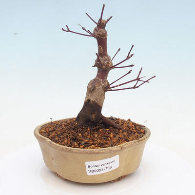 Vonkajšie bonsai - Javor palmatum DESHOJO - Javor dlaňolistý - 1