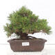 Vonkajšie bonsai - Pinus thunbergii - Borovica thunbergova - 1/4