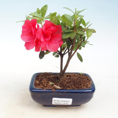 Vonkajšie bonsai - Rhododendron sp. - Azalka ružová