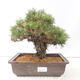 Vonkajšie bonsai - Pinus thunbergii - Borovica thunbergova - 1/4
