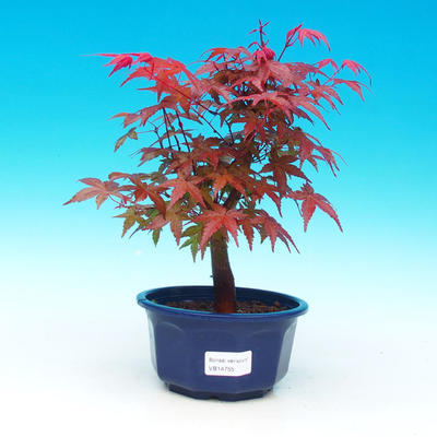 Vonkajšie bonsai - Javor dlaňolistý - Acer palmatum DESHOJO