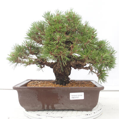 Vonkajšie bonsai - Pinus thunbergii - Borovica thunbergova - 1