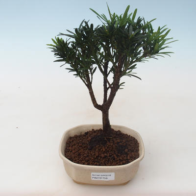 Pokojová bonsai - Podocarpus - Kamenný tis PB2191759 - 1