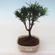 Pokojová bonsai - Podocarpus - Kamenný tis PB2191759 - 1/4