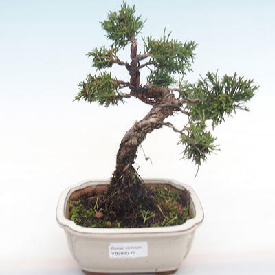 Vonkajšie bonsai - Juniperus chinensis -Jalovec čínsky VB2020-75 - 1