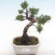 Vonkajšie bonsai - Juniperus chinensis -Jalovec čínsky VB2020-75 - 1/2