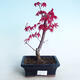 Vonkajšie bonsai - Javor palmatum DESHOJO - Javor dlaňolistý - 1/4
