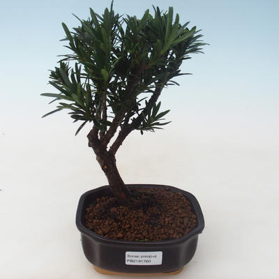 Pokojová bonsai - Podocarpus - Kamenný tis PB2191760 - 1