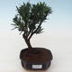 Pokojová bonsai - Podocarpus - Kamenný tis PB2191760 - 1/4