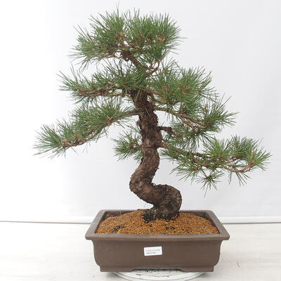 Vonkajšie bonsai - Pinus thunbergii - Borovica thunbergova - 1