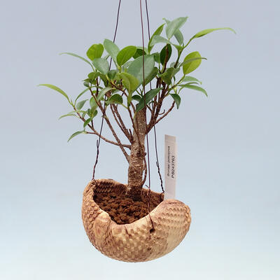 Kokedama v keramike - malolistý ficus - Ficus kimmen - 1