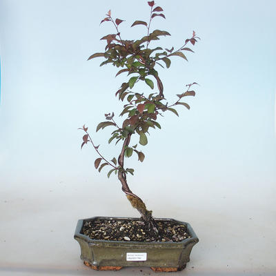 Vonkajšie bonsai - Prunus spinosa purpurea- Trnka červenolistá VB2020-766