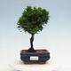 Vonkajšie bonsai - Cham.pis obtusa Nana Gracilis - Cypruštek - 1/2