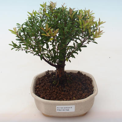 Pokojová bonsai - Syzygium - Pimentovník PB2191768 - 1