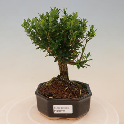 Izbová bonsai - Buxus harlandii -korkový buxus - 1