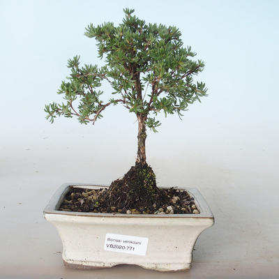 Vonkajšia bonsai-Nátržník krovitá - Potentila žltá VB2020-771 - 1