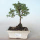 Vonkajšia bonsai-Nátržník krovitá - Potentila žltá VB2020-771 - 1/2