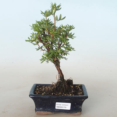 Vonkajšia bonsai-Nátržník krovitá - Potentila žltá VB2020-772 - 1