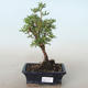 Vonkajšia bonsai-Nátržník krovitá - Potentila žltá VB2020-772 - 1/2