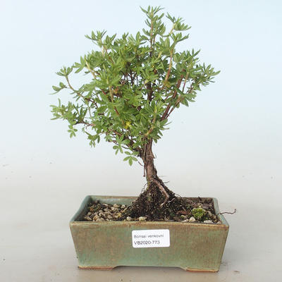 Vonkajšia bonsai-Nátržník krovitá - Potentila žltá VB2020-773 - 1