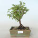 Vonkajšia bonsai-Nátržník krovitá - Potentila žltá VB2020-773 - 1/2