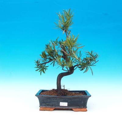 Izbová bonsai - Podocarpus- kamenný tis - 1