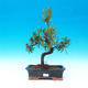 Izbová bonsai - Podocarpus- kamenný tis - 1/4