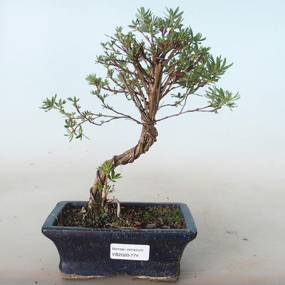 Vonkajšia bonsai-Nátržník krovitá - Potentila žltá VB2020-774 - 1