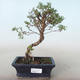 Vonkajšia bonsai-Nátržník krovitá - Potentila žltá VB2020-774 - 1/2