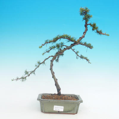 Vonkajšie bonsai - Cedrus libani Braviofolia
