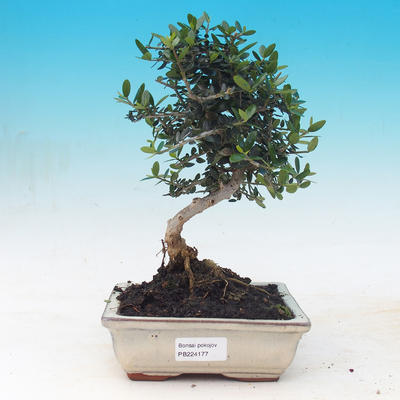 Izbová bonsai - Olea europaea sylvestris -Oliva európska drobnolistá - 1
