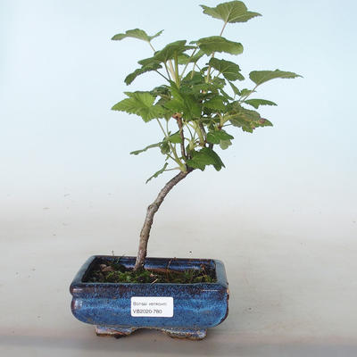 Vonkajšie bonsai - ríbezľa krvavá - Ribes sanguneum VB2020-780 - 1