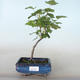Vonkajšie bonsai - ríbezľa krvavá - Ribes sanguneum VB2020-780 - 1/2