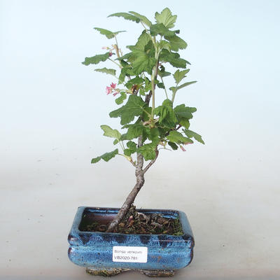 Vonkajšie bonsai - ríbezľa krvavá - Ribes sanguneum VB2020-781 - 1