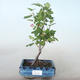 Vonkajšie bonsai - ríbezľa krvavá - Ribes sanguneum VB2020-781 - 1/2