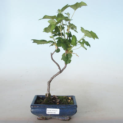 Vonkajšie bonsai - ríbezľa krvavá - Ribes sanguneum VB2020-783 - 1
