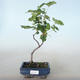 Vonkajšie bonsai - ríbezľa krvavá - Ribes sanguneum VB2020-783 - 1/2