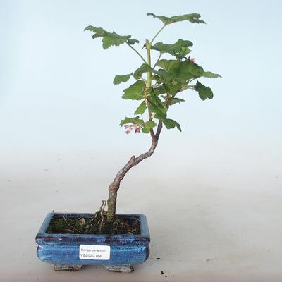 Vonkajšie bonsai - ríbezľa krvavá - Ribes sanguneum VB2020-784 - 1