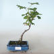 Vonkajšie bonsai - ríbezľa krvavá - Ribes sanguneum VB2020-784 - 1/2