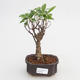 Izbová bonsai - Ficus retusa - malolistá fikus - 1/2