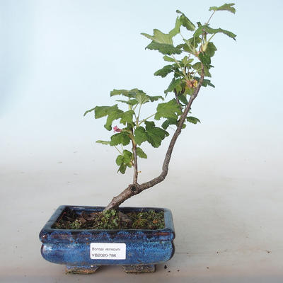 Vonkajšie bonsai - ríbezľa krvavá - Ribes sanguneum VB2020-786 - 1