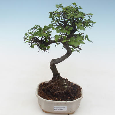 Pokojová bonsai - Ulmus parvifolia - Malolistý jilm PB2191787 - 1