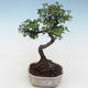 Pokojová bonsai - Ulmus parvifolia - Malolistý jilm PB2191787 - 1/3