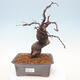 Vonkajšie bonsai - Pseudocydonia sinensis - Dula čínska - 1/7